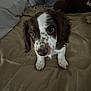 adorable, animal, bed, brown_and_white, companion, curious, cute, dog, domestic, ears, fur, indoor, looking_up, pet, puppy, sleepy, small, soft_texture, whiskers, young
