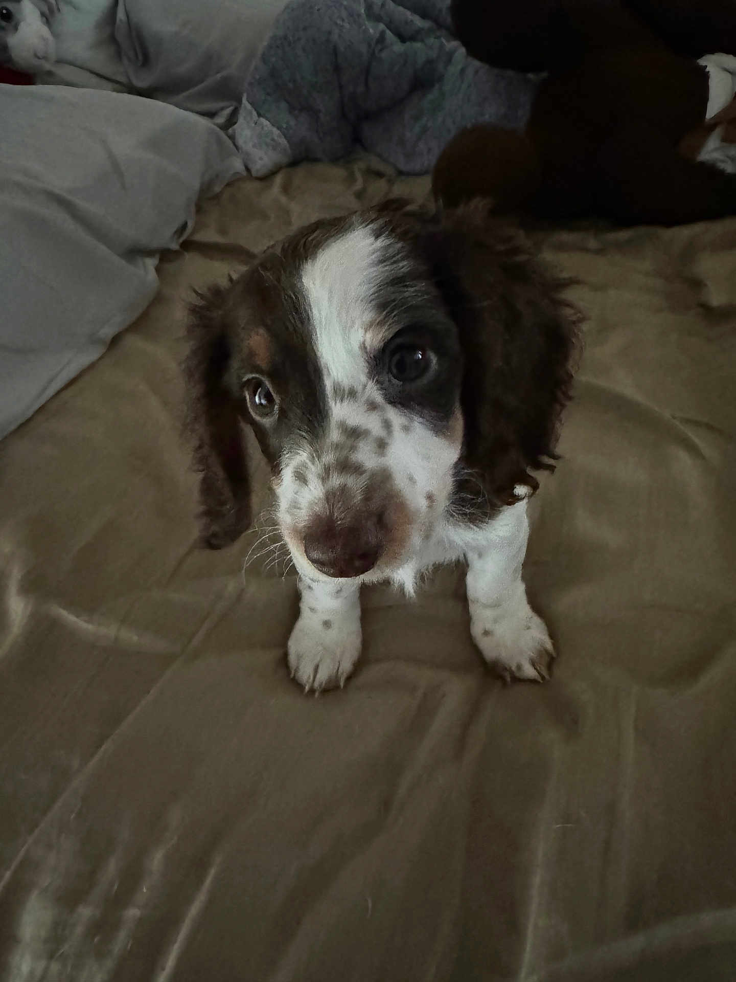 Mudslide is registered to the contest to win money with this photo: puppy, dog, bed, indoor, pet, cute, animal, fur, young, looking_up, brown_and_white, whiskers, ears, soft_texture, sleepy, curious, small, domestic, companion, adorable