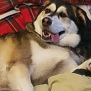 Shilo joined the competition — help win amazing prizes! dog, canine, pet, lying_down, tongue_out, fur, bed, blanket, plaid, comfort, relaxed, indoor, animal, mammal, cute, friendly, resting, sleepy, snout, ears