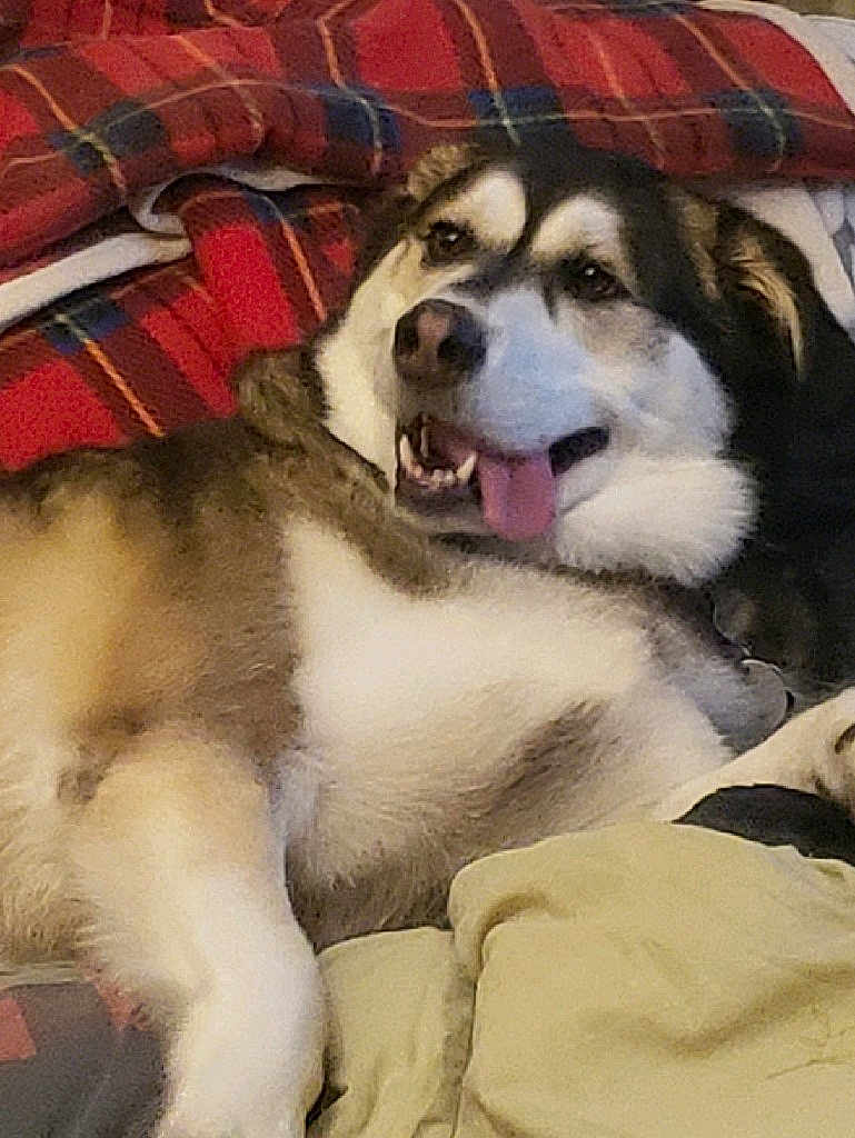 Shilo joined the competition — help win amazing prizes! dog, canine, pet, lying_down, tongue_out, fur, bed, blanket, plaid, comfort, relaxed, indoor, animal, mammal, cute, friendly, resting, sleepy, snout, ears