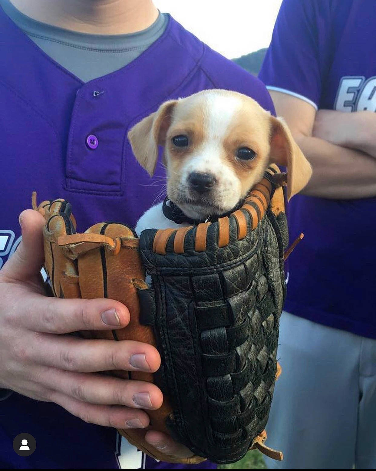 Easton joined the competition — help win amazing prizes! canidae, carnivore, companion_dog, dog, dog_breed, fawn, puggle, puppy, puppy_love, rhodesian_ridgeback, snout, sporting_group