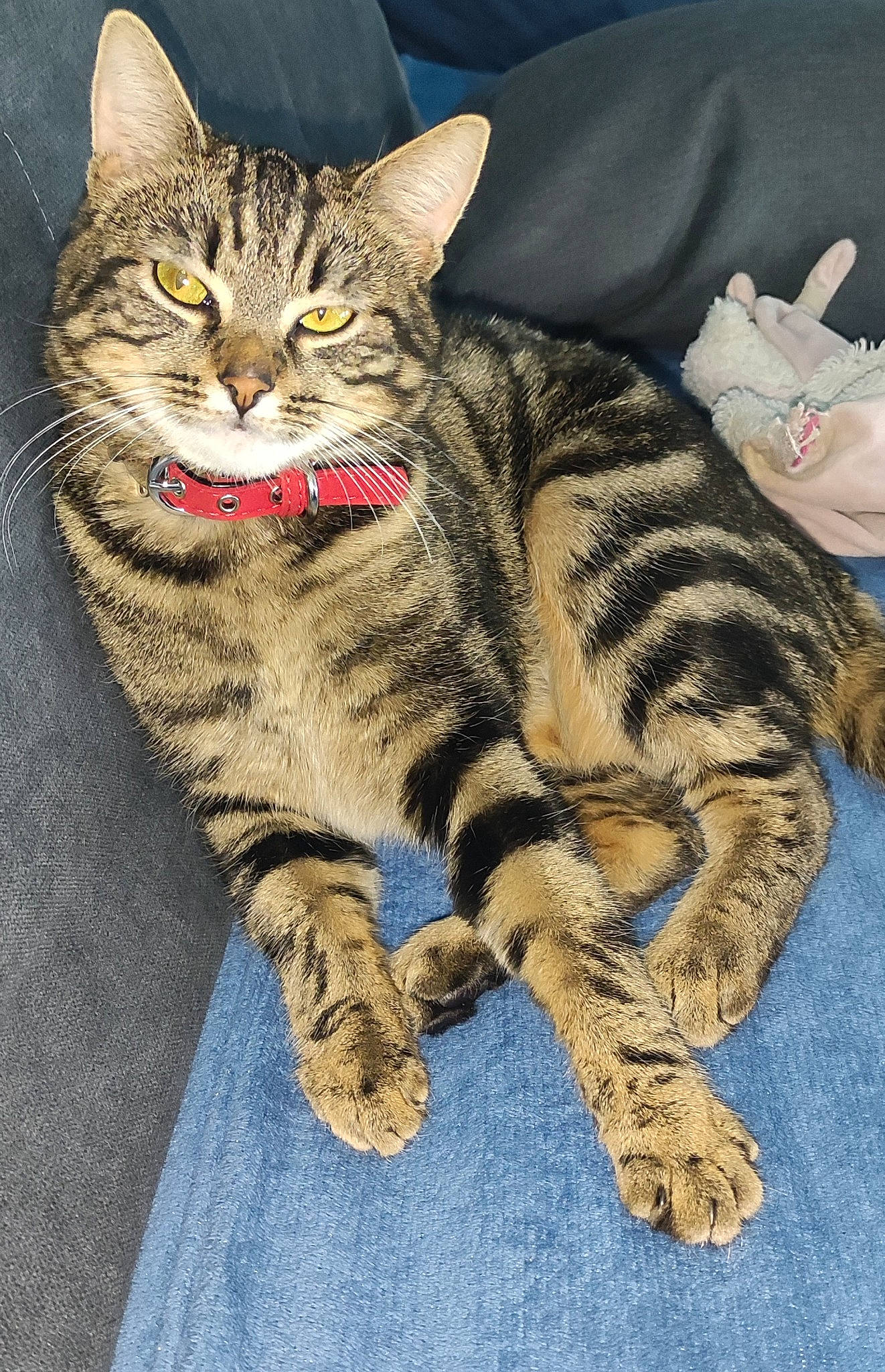 Caramel a rejoint le concours — aidez-le/la à gagner de superbes lots ! carnivore, cat, claw, domestic_short_haired_cat, felidae, foot, fur, paw, sitting, small_to_medium_sized_cats, snout, tail, terrestrial_animal, whiskers