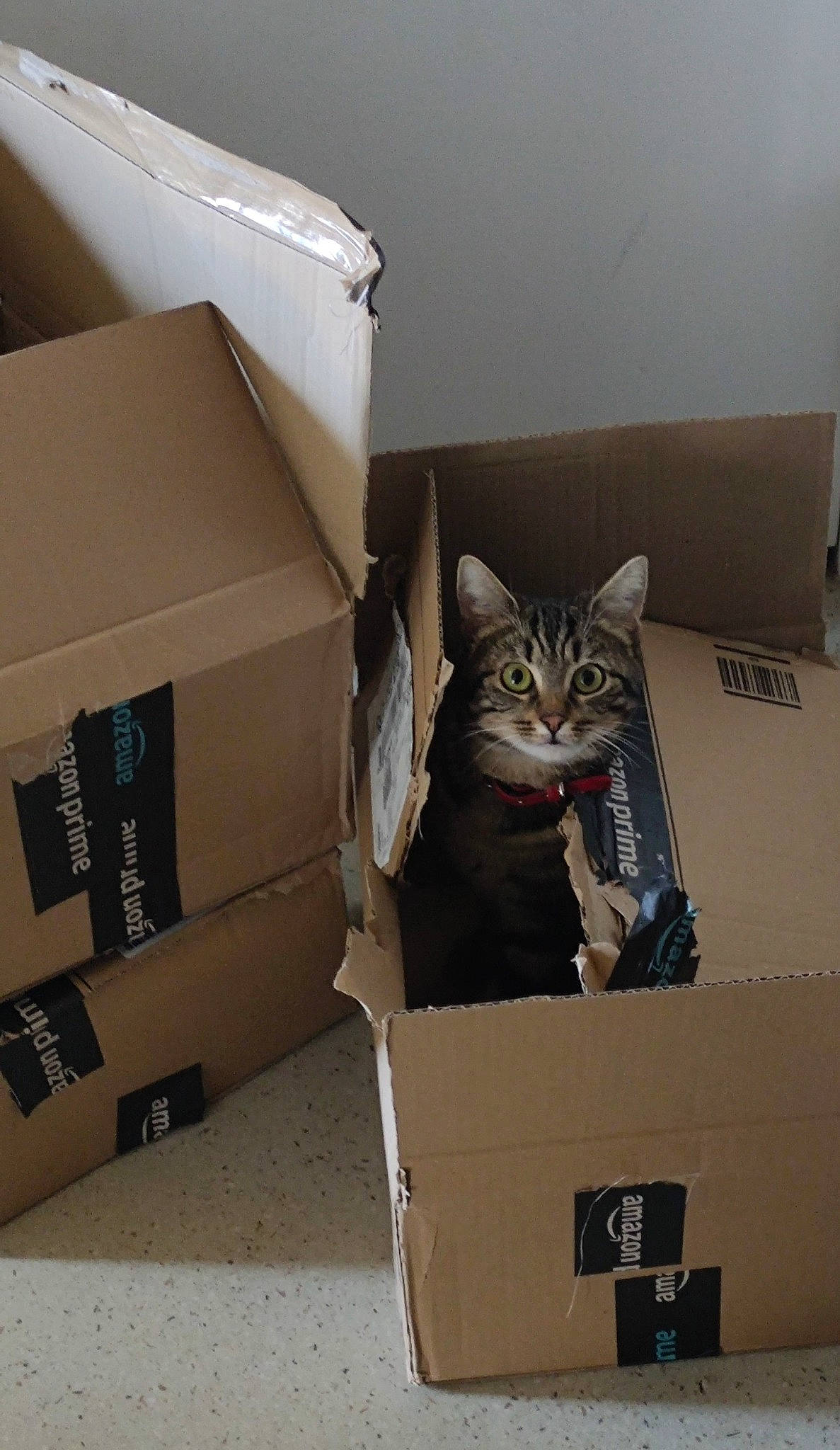 Caramel a rejoint le concours — aidez-le/la à gagner de superbes lots ! bag, baggage, box, cardboard, carnivore, carton, cat, domestic_short_haired_cat, drawer, felidae, moving, package_delivery, packaging_and_labeling, packing_materials, paper, paper_product, shipping_box, small_to_medium_sized_cats, whiskers, wood