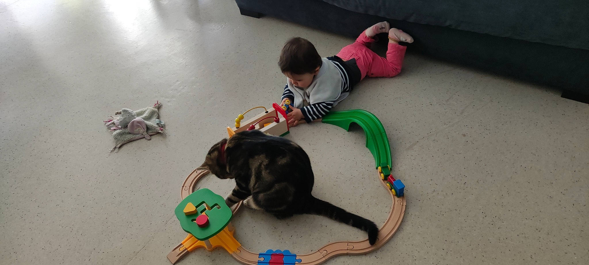 Caramel a rejoint le concours — aidez-le/la à gagner de superbes lots ! canidae, carnivore, cat, child, companion_dog, dog_breed, felidae, flooring, fun, hardwood, leash, leisure, play, sitting, small_to_medium_sized_cats, sporting_group, tail, toddler, toy, working_animal