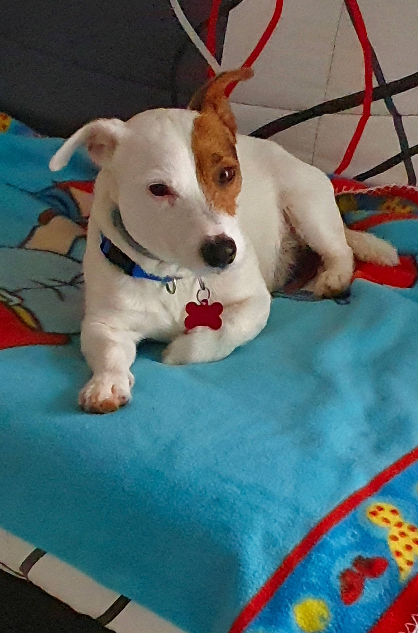 Snowy a rejoint le concours — aidez-le/la à gagner de superbes lots ! american_staffordshire_terrier, bull_terrier, bull_terrier_miniature, canidae, carnivore, companion_dog, dog, dog_breed, fawn, fox_terrier, jack_russell_terrier, mammal, non_sporting_group, parson_russell_terrier, puppy, russell_terrier, tail, terrier, vertebrate