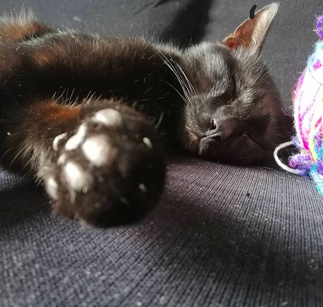 Kira participe au concours pour gagner de l'argent avec cette photo : black_cat, bombay, carnivore, cat, claw, comfort, domestic_short_haired_cat, felidae, fur, grey, magenta, monochrome_photography, nap, paw, small_to_medium_sized_cats, snout, tail, terrestrial_animal, whiskers