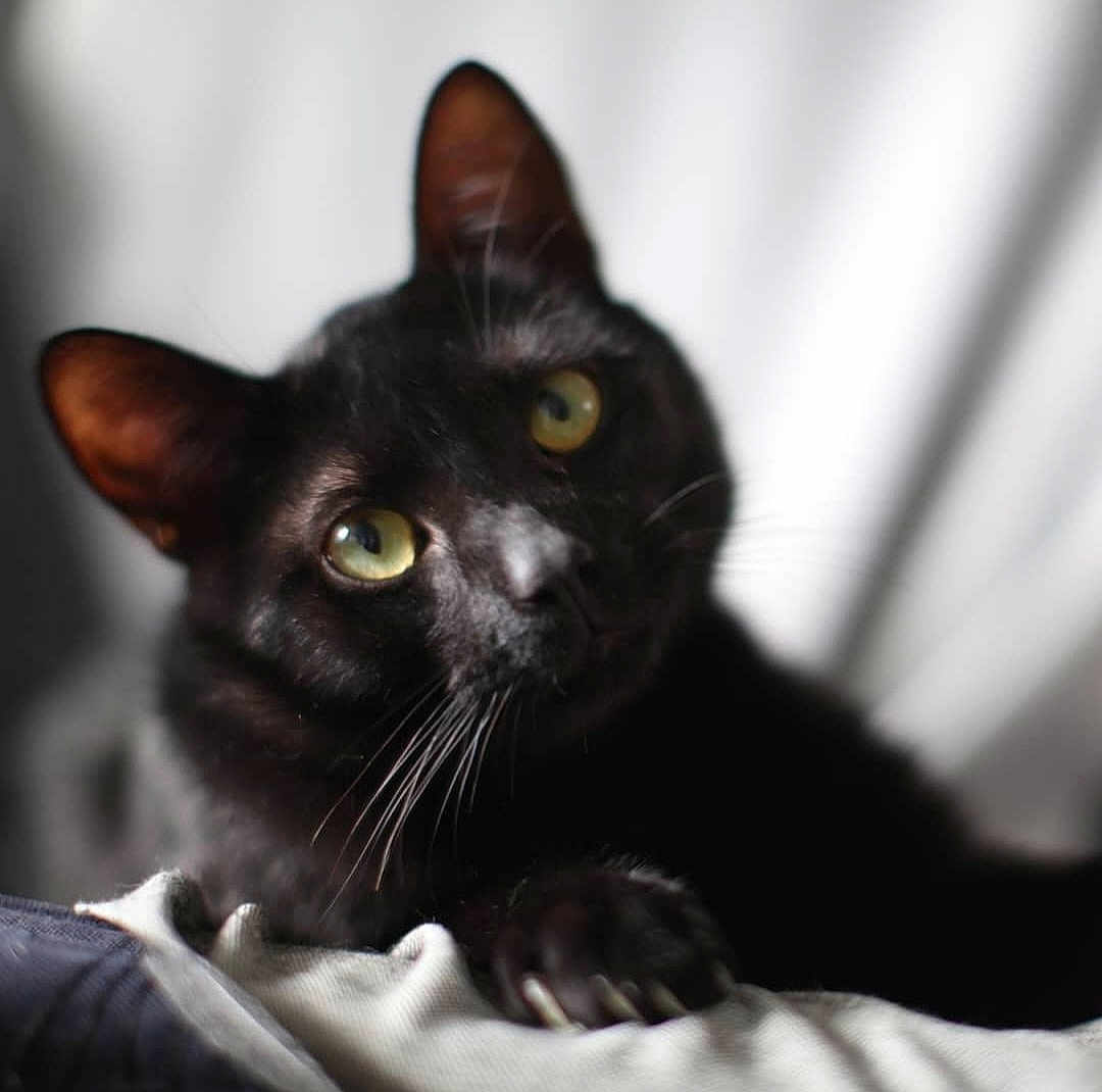 Kira