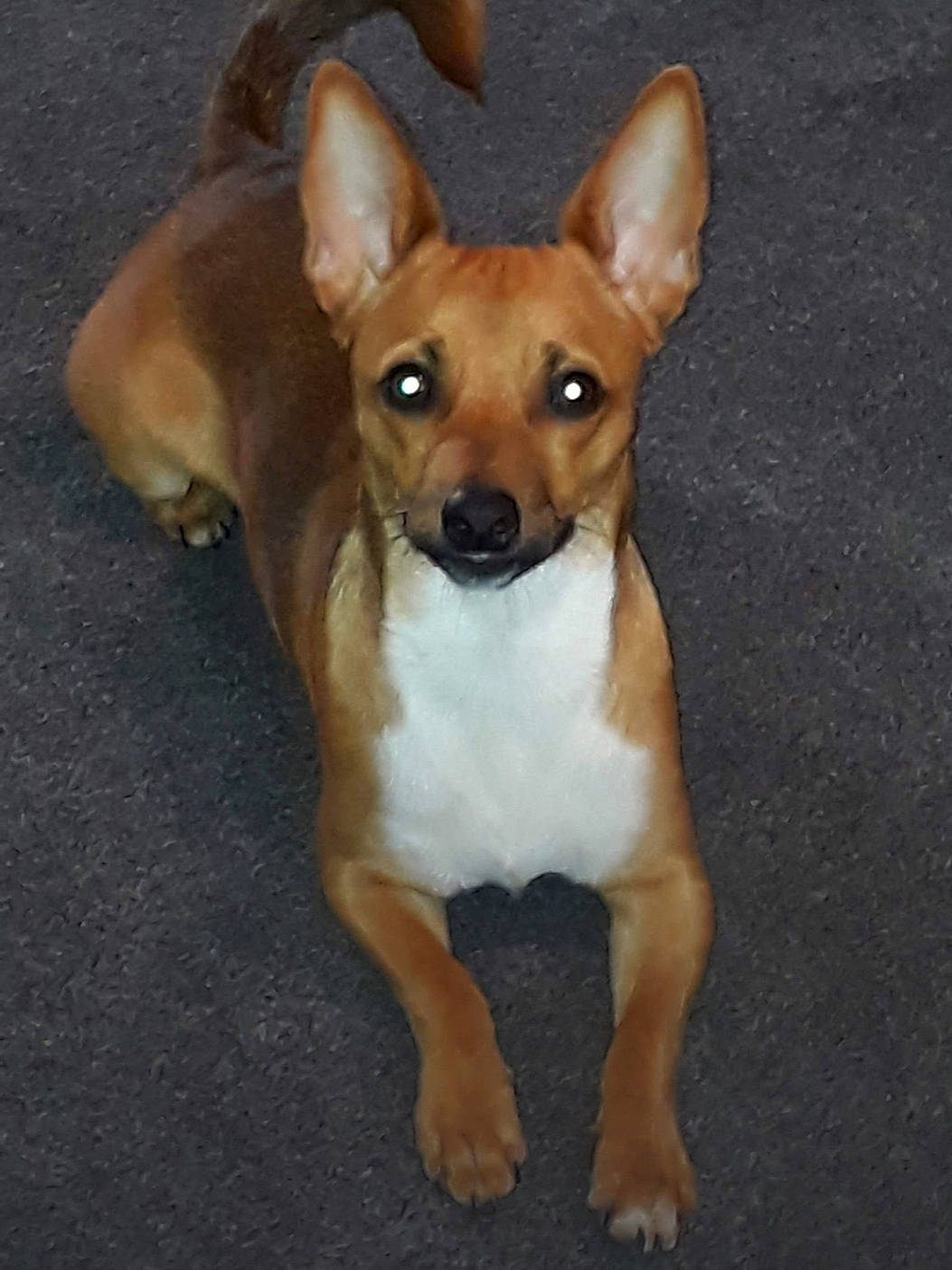 Bailey joined the competition — help win amazing prizes! ancient_dog_breeds, canidae, carnivore, comfort, companion_dog, dog, dog_breed, ear, fawn, non_sporting_group, snout, sporting_group, tail, terrestrial_animal, toy_dog, whiskers, working_animal