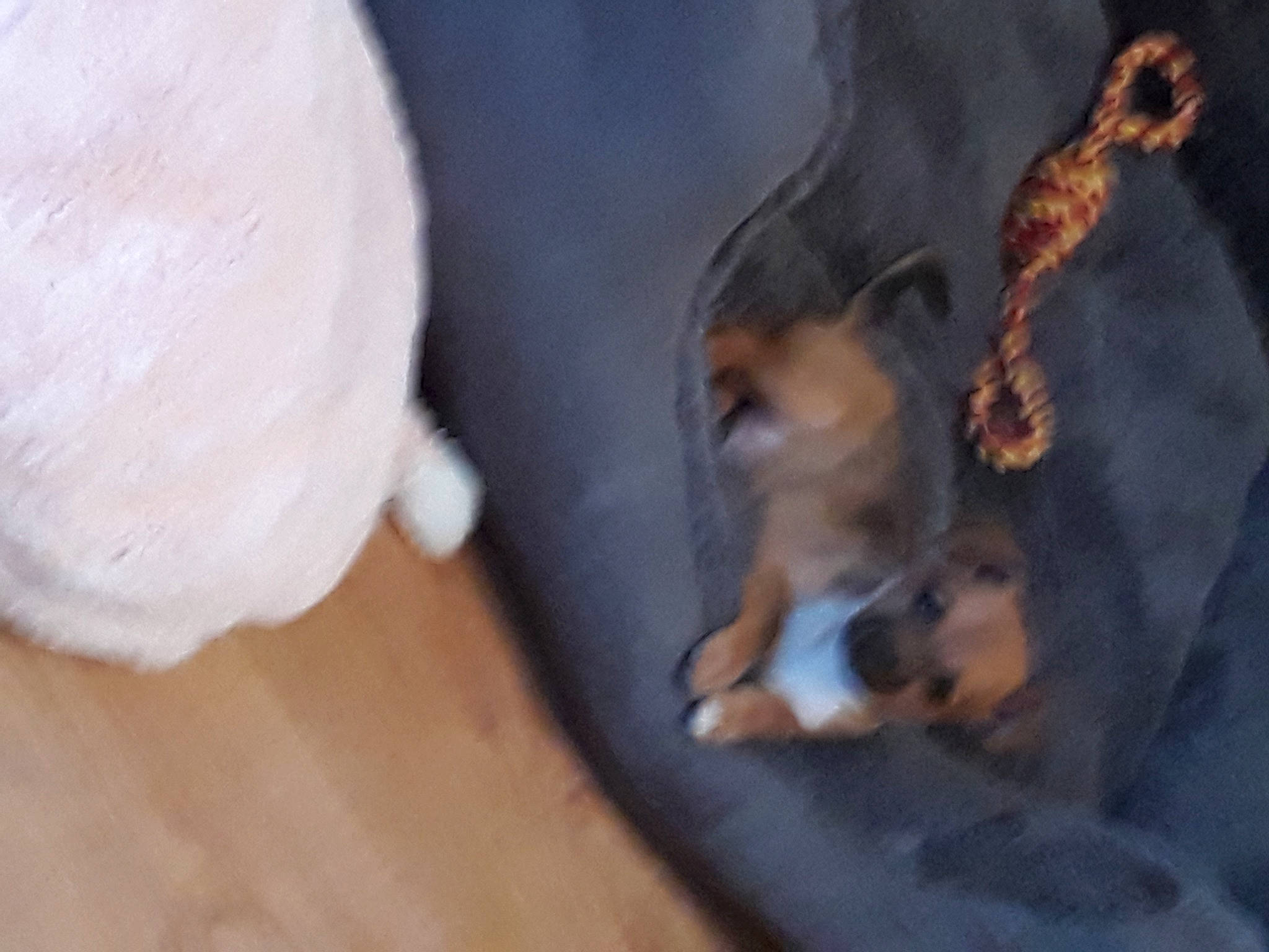 Bailey is registered to the contest to win money with this photo: canidae, carnivore, companion_dog, dog, dog_breed, fawn, felidae, flooring, fur, hardwood, paw, pet_supply, snout, sporting_group, tail, terrestrial_animal, vertebrate, whiskers, wood, wood_flooring