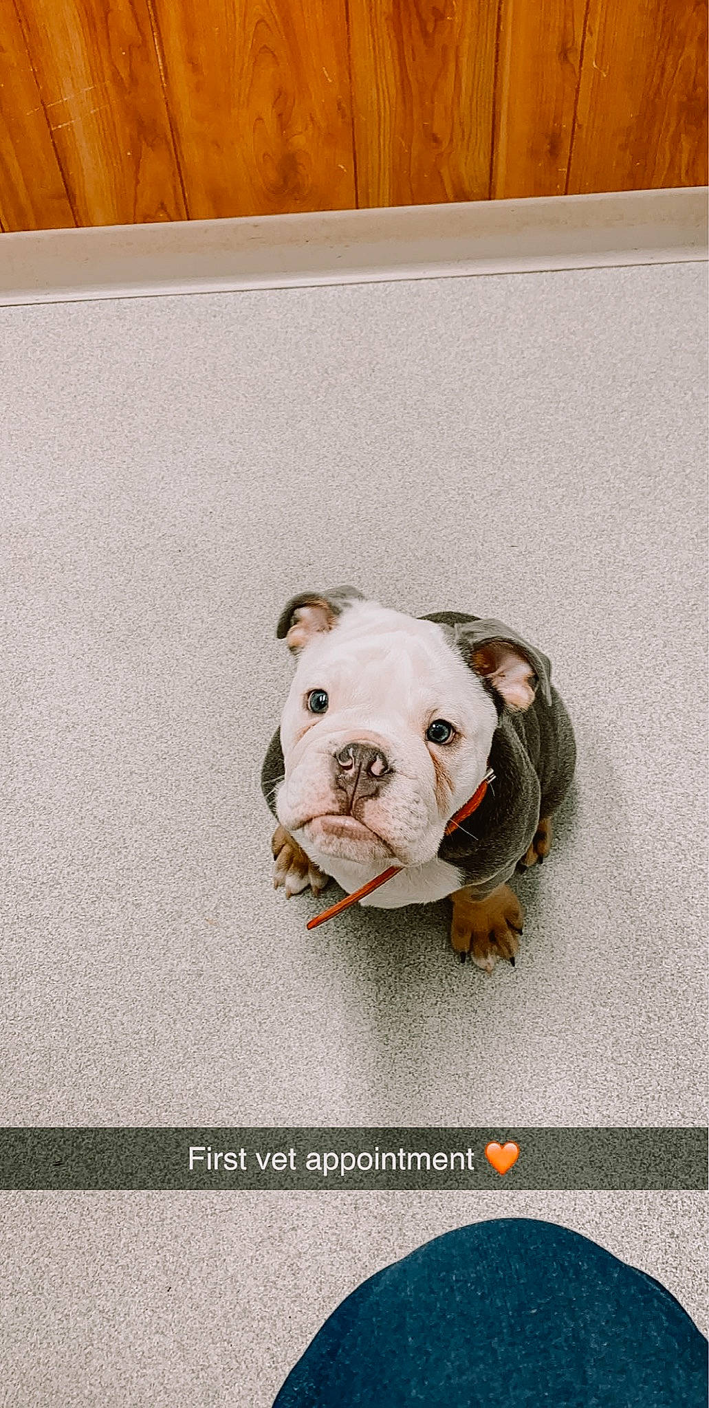 Butters joined the competition — help win amazing prizes! american_bulldog, australian_bulldog, british_bulldogs, bulldog, canidae, carnivore, companion_dog, dog, dog_breed, fawn, french_bulldog, non_sporting_group, old_english_bulldog, olde_english_bulldogge, puppy, rare_breed_dog, snout, toy_bulldog, white_english_bulldog