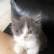 Bella participe au concours pour gagner de l'argent avec cette photo : kitten, cat, pet, gray_and_white, fluffy, indoor, chair, leather, furniture, floor, curious, cute, small, animal, domestic, paws, young, sitting, looking, cozy
