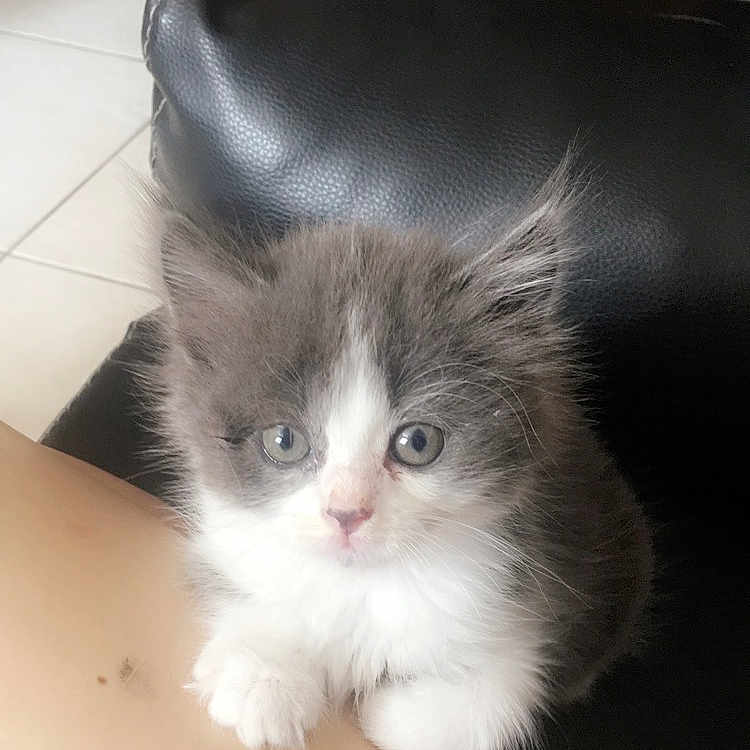 Bella participe au concours pour gagner de l'argent avec cette photo : animal, cat, chair, cozy, curious, cute, domestic, floor, fluffy, furniture, gray_and_white, indoor, kitten, leather, looking, paws, pet, sitting, small, young