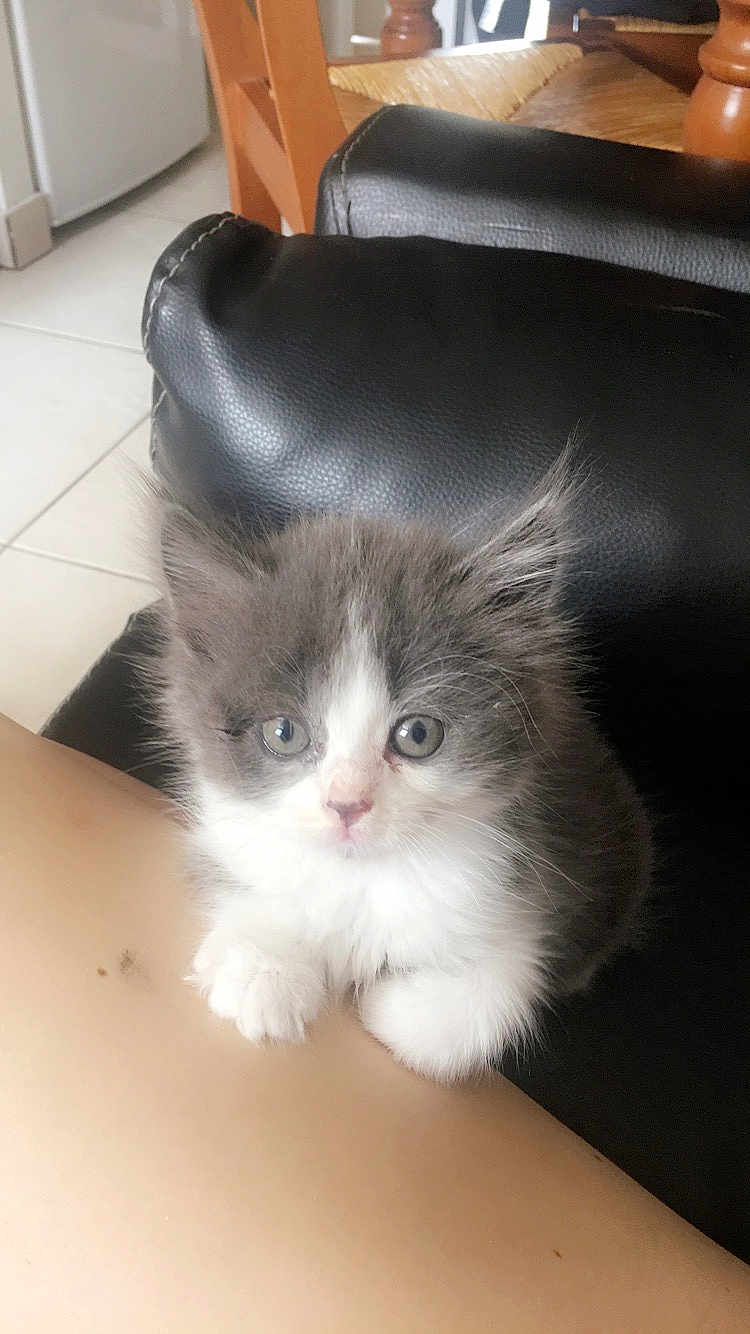 Bella participe au concours pour gagner de l'argent avec cette photo : kitten, cat, pet, gray_and_white, fluffy, indoor, chair, leather, furniture, floor, curious, cute, small, animal, domestic, paws, young, sitting, looking, cozy