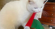 Snow a rejoint le concours — aidez-le/la à gagner de superbes lots ! cat, white_cat, pet, animal, feline, sitting, flag, festive, holiday, indoors, table, wooden_furniture, dresser, tiled_wall, whiskers, blue_eyes, pink_nose, fur, playful, portrait