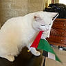 cat, white_cat, pet, animal, feline, sitting, flag, festive, holiday, indoors, table, wooden_furniture, dresser, tiled_wall, whiskers, blue_eyes, pink_nose, fur, playful, portrait