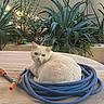 Snow a rejoint le concours — aidez-le/la à gagner de superbes lots ! cat, cream_cat, pet, animal, feline, garden, plants, foliage, outdoor, terrace, garden_hose, coiled_hose, orange_nozzle, sitting, lying_down, portrait, staring, whiskers, greenery, natural_light