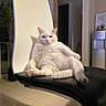 Snow participe au concours pour gagner de l'argent avec cette photo : cat, white_cat, fluffy, heterochromia, blue_eye, yellow_eye, pet, animal, sitting, lounging, chair, indoor, home, living_room, furniture, black_chair, plant, tile_floor, water_dispenser, portrait