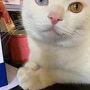 Snow a rejoint le concours — aidez-le/la à gagner de superbes lots ! cat, white_cat, odd_eyed_cat, heterochromia, blue_eye, golden_eye, close_up, portrait, whiskers, pink_nose, fluffy, fur, paw, animal, pet, indoors, table, colorful_background, staring, cute