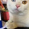 cat, white_cat, odd_eyed_cat, heterochromia, blue_eye, golden_eye, close_up, portrait, whiskers, pink_nose, fluffy, fur, paw, animal, pet, indoors, table, colorful_background, staring, cute