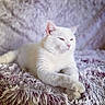 cat, white_cat, pet, animal, portrait, close_up, lying_down, relaxed, sleepy, half_closed_eyes, pink_nose, pointed_ears, whiskers, fur, paws, shaggy_blanket, lavender, indoor, cozy, watermark