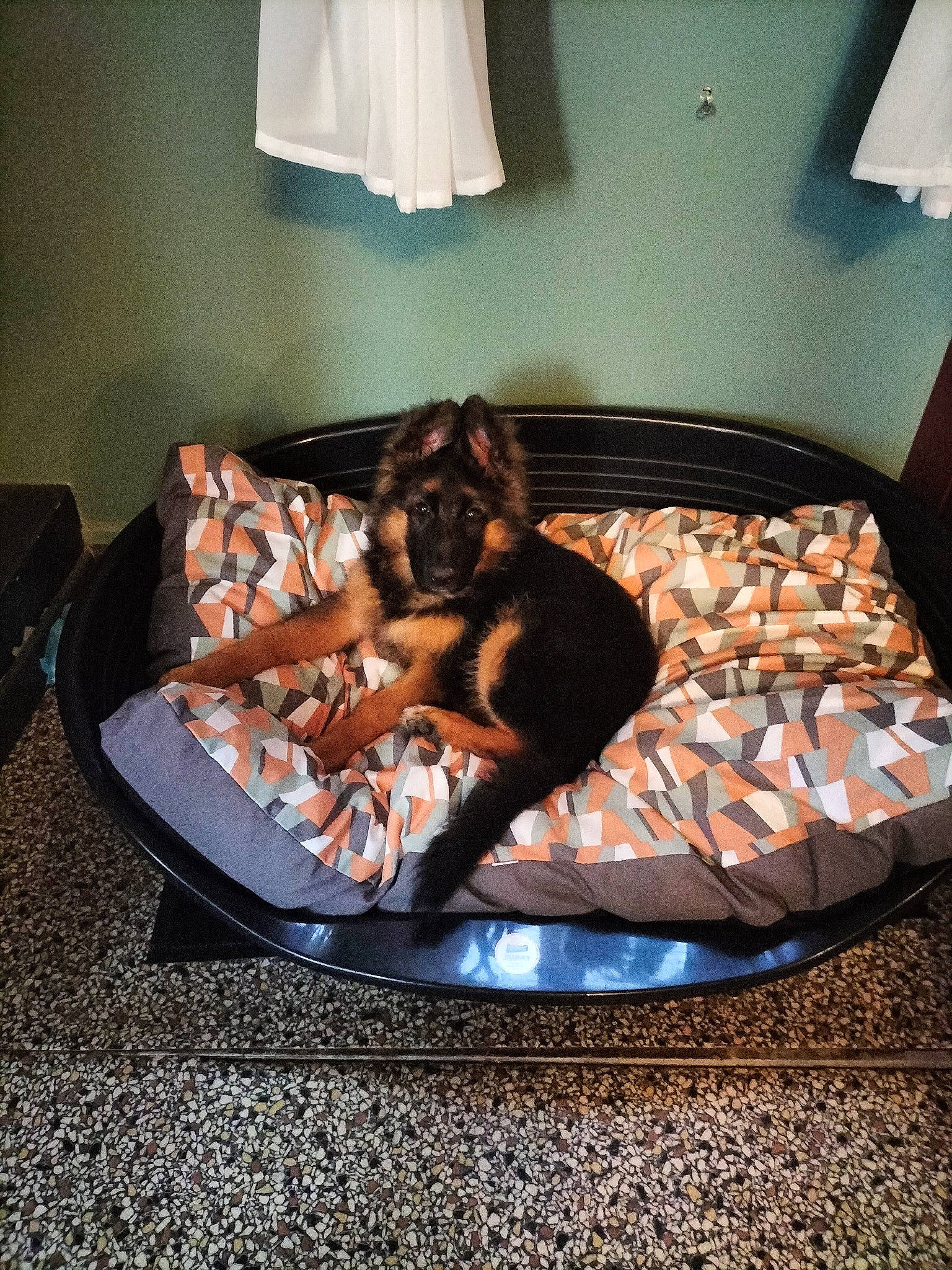 Ulia a rejoint le concours — aidez-le/la à gagner de superbes lots ! canidae, carnivore, comfort, companion_dog, couch, curtain, dog, dog_breed, dog_supply, flooring, guard_dog, hardwood, lamp, linens, nap, pet_supply, room, sporting_group, tints_and_shades, wood