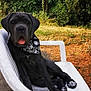 Gaïa participe au concours pour gagner de l'argent avec cette photo : dog, black_dog, bandana, outdoor, garden, chair, grass, trees, pet, animal, playful, tongue_out, relaxing, nature, summer, sunlight, plastic_chair, canine, cute, sitting