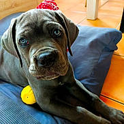 Gaïa participe au concours pour gagner de l'argent avec cette photo : puppy, dog, gray_dog, bandana, blue_cushion, yellow_toy, indoor, floor_tiles, pet, animal, cute, young_dog, domestic_animal, resting, looking_up, ears, fur, snout, paw, home