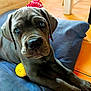 puppy, dog, gray_dog, bandana, blue_cushion, yellow_toy, indoor, floor_tiles, pet, animal, cute, young_dog, domestic_animal, resting, looking_up, ears, fur, snout, paw, home