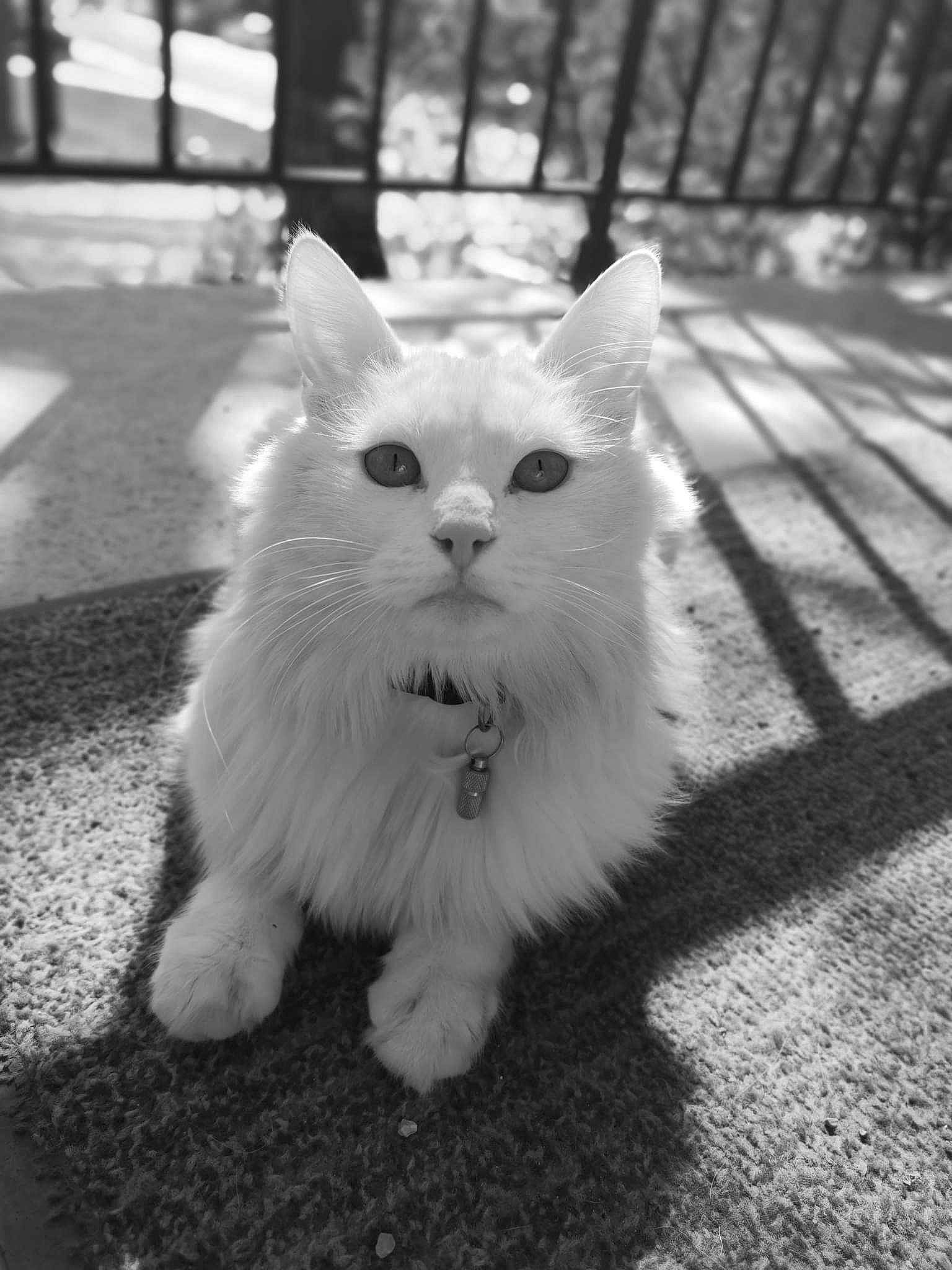 Lune is registered to the contest to win money with this photo: black_and_white, carnivore, cat, domestic_short_haired_cat, eye, felidae, fence, fur, grey, head, leg, monochrome, monochrome_photography, road_surface, small_to_medium_sized_cats, snout, style, symmetry, tail, whiskers