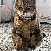 Bahia is registered to the contest to win money with this photo: animal, bed, bedding, bell, carpet, cat, collar, cute, domestic_animal, ears, fur, furniture, green_eyes, home, indoor, pet, plush_toy, sitting, tabby_cat, whiskers