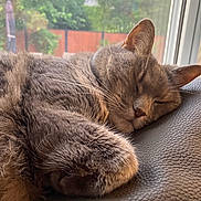 Guarana participe au concours pour gagner de l'argent avec cette photo : cat, close_up, cozy, ears, fence, fur, garden, gray_fur, greenery, indoor, leather_couch, natural_light, nose, paw, pet, relaxed, resting, sleeping, whiskers, window