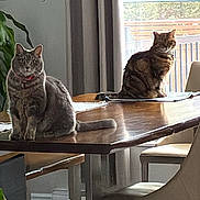 Guarana a rejoint le concours — aidez-le/la à gagner de superbes lots ! cat, cat_face, chair, collar, cozy, curtain, dining_table, domestic_cat, furniture, grey_cat, houseplant, indoor, pet, plant, sitting, sunlight, tabby_cat, table, window, wooden_table