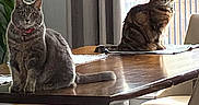 Guarana a rejoint le concours — aidez-le/la à gagner de superbes lots ! cat, cat_face, chair, collar, cozy, curtain, dining_table, domestic_cat, furniture, grey_cat, houseplant, indoor, pet, plant, sitting, sunlight, tabby_cat, table, window, wooden_table