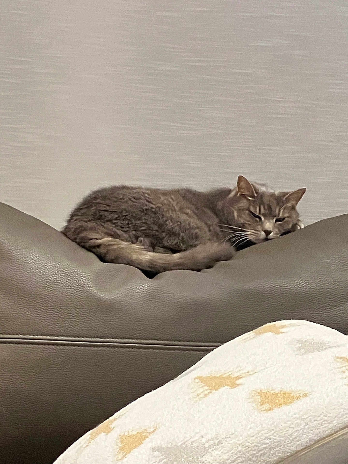 Guarana a rejoint le concours — aidez-le/la à gagner de superbes lots ! cat, gray_cat, leather_couch, furniture, blanket, pattern, indoor, resting, sleepy, cozy, pet, animal, fur, whiskers, tail, ears, home, relaxation, soft_texture, living_room