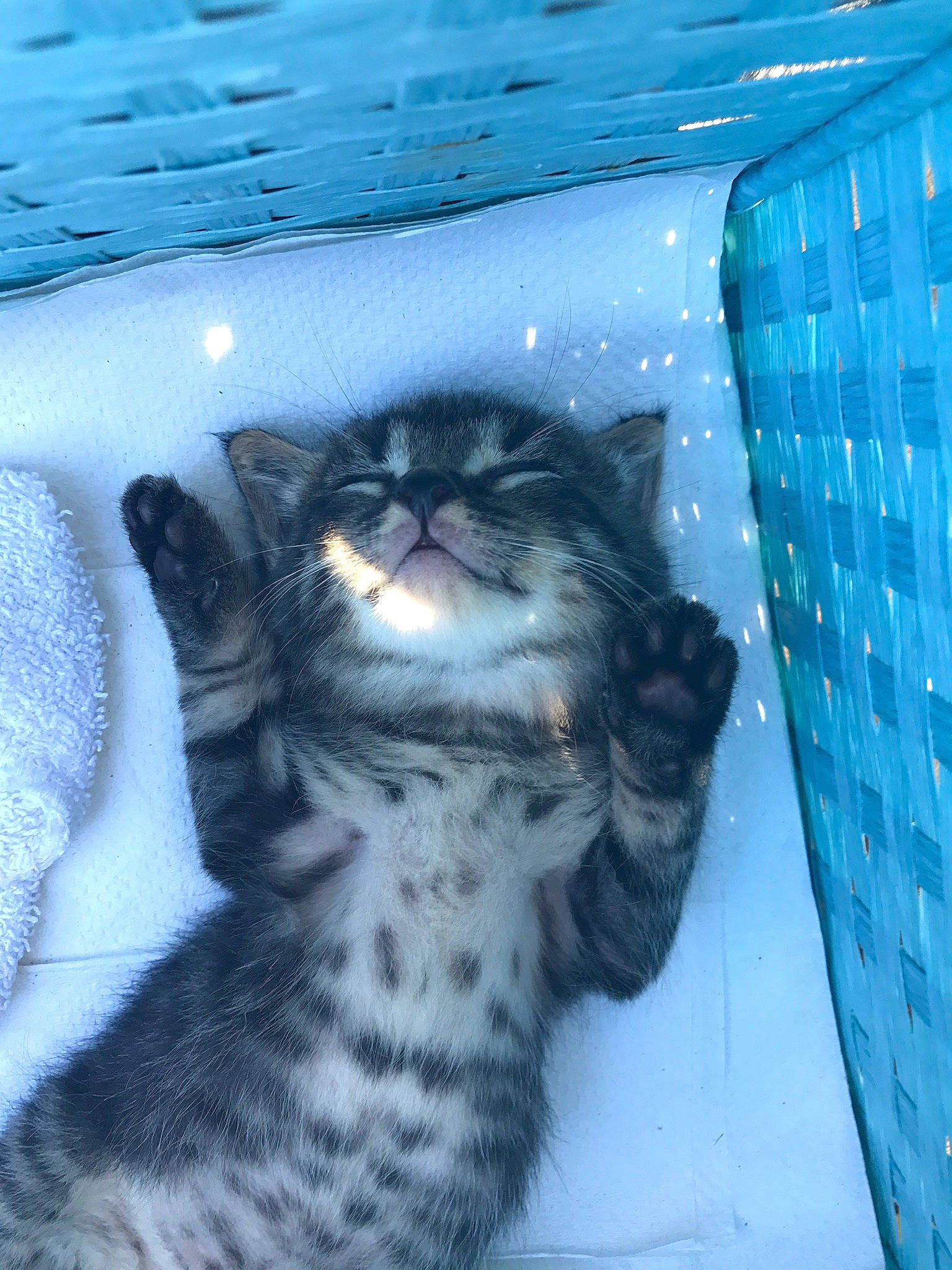 Milo is registered to the contest to win money with this photo: blue, carnivore, cat, ceramic, domestic_short_haired_cat, european_shorthair, felidae, fur, iris, mammal, pet_supply, small_to_medium_sized_cats, snout, tabby_cat, tail, terrestrial_animal, vertebrate, whiskers