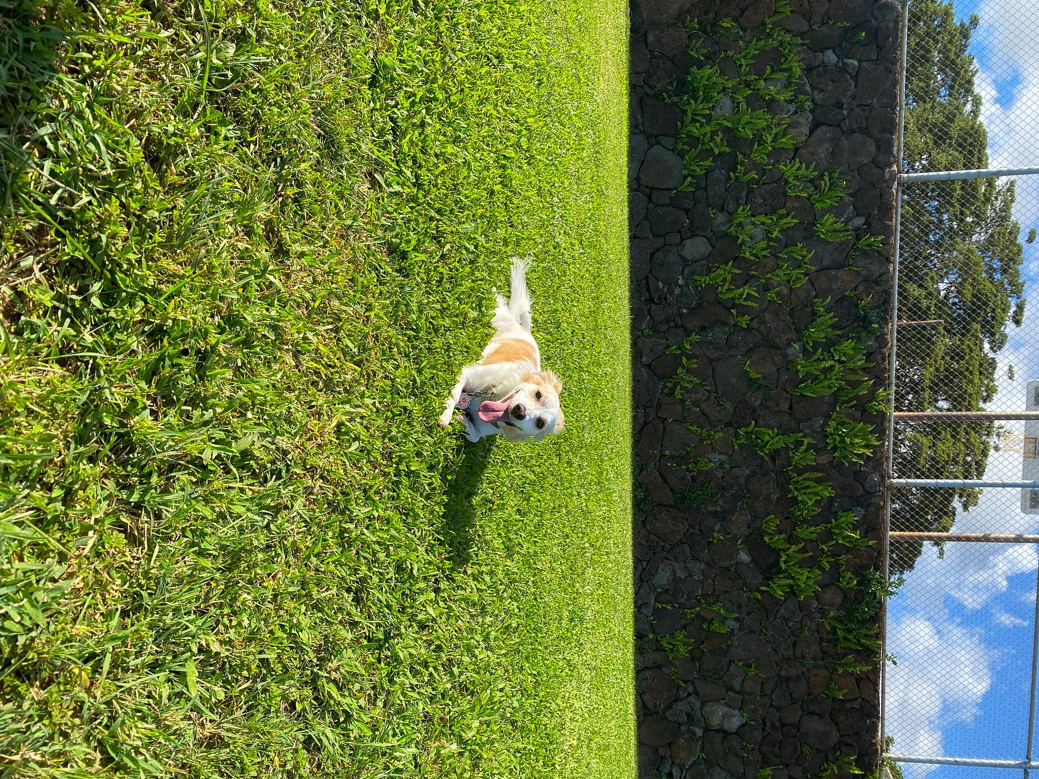 Sam joined the competition — help win amazing prizes! backyard, canidae, carnivore, chain_link_fencing, companion_dog, dog, dog_breed, garden, grass, grass_family, groundcover, lawn, mesh, people_in_nature, shrub, sporting_group, wire_fencing, yard