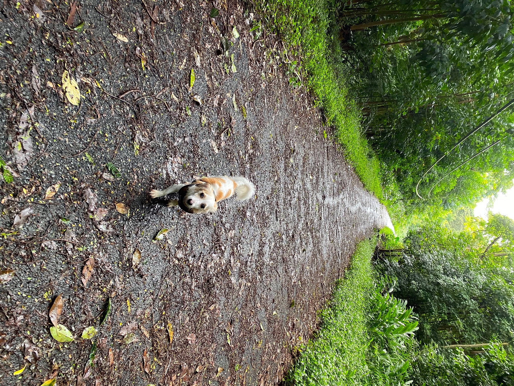 Sam joined the competition — help win amazing prizes! carnivore, cat, domestic_short_haired_cat, felidae, groundcover, non_vascular_land_plant, shadow, small_to_medium_sized_cats, tail