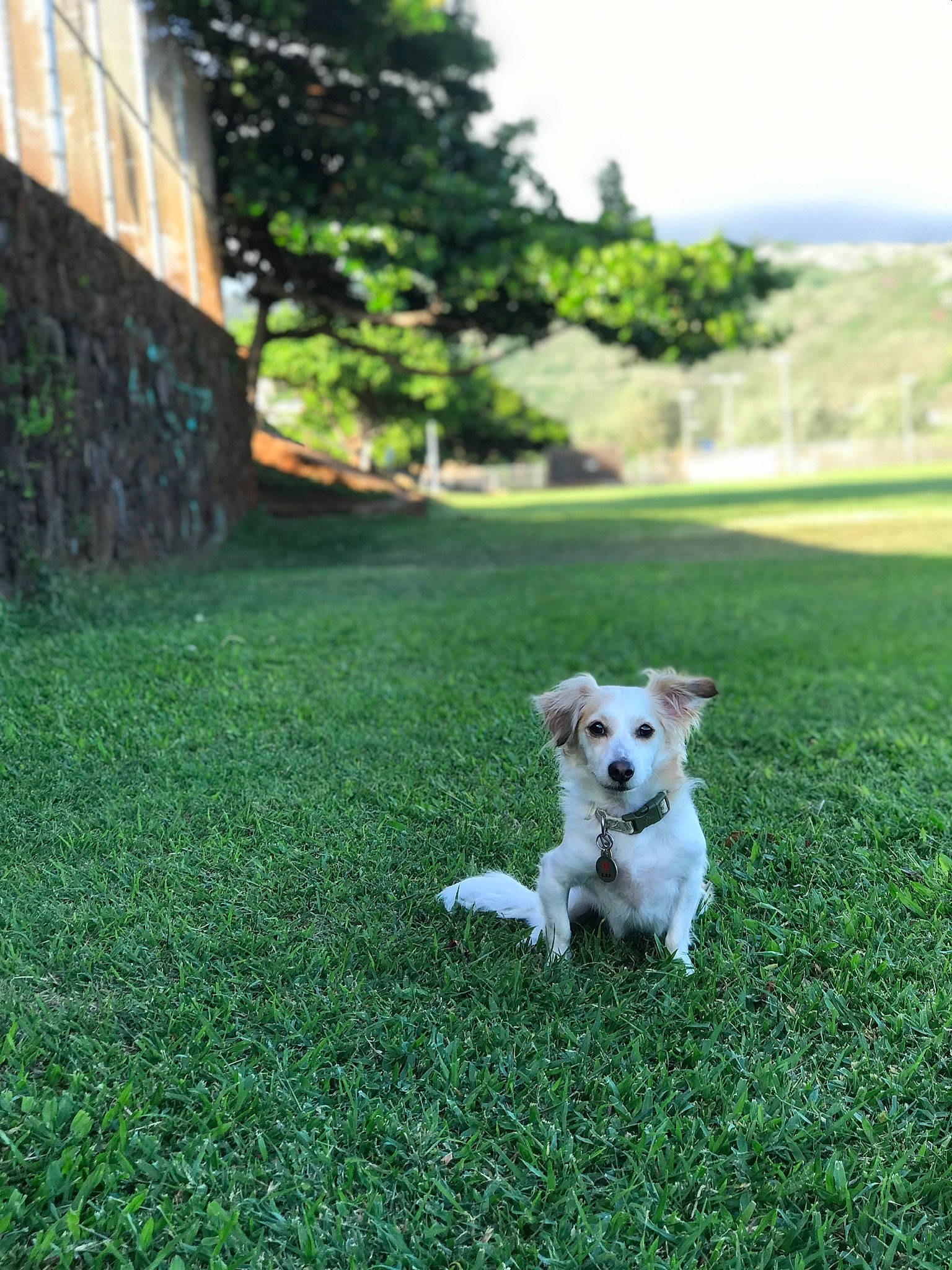 Sam is registered to the contest to win money with this photo: canidae, carnivore, companion_dog, dog, dog_breed, dog_supply, grass, lawn, mammal, non_sporting_group, puppy, small_terrier, sporting_group, sunlight, tail, terrier, toy_dog, working_animal, working_dog, yard