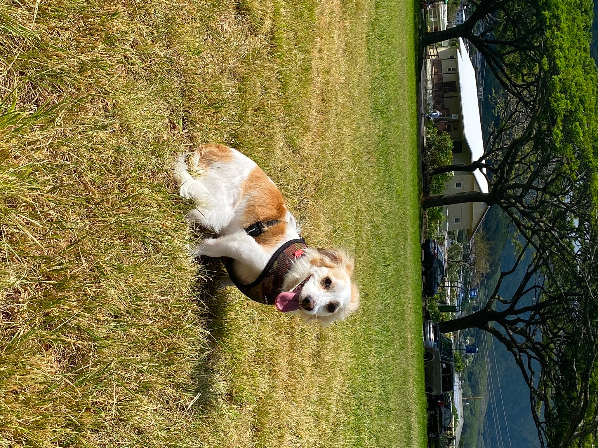 Sam is registered to the contest to win money with this photo: canidae, carnivore, collar, companion_dog, dog, dog_breed, dog_supply, field, grass, grass_family, lawn, liver, mammal, snout, sporting_group, tail, trunk, working_animal, working_dog, yard