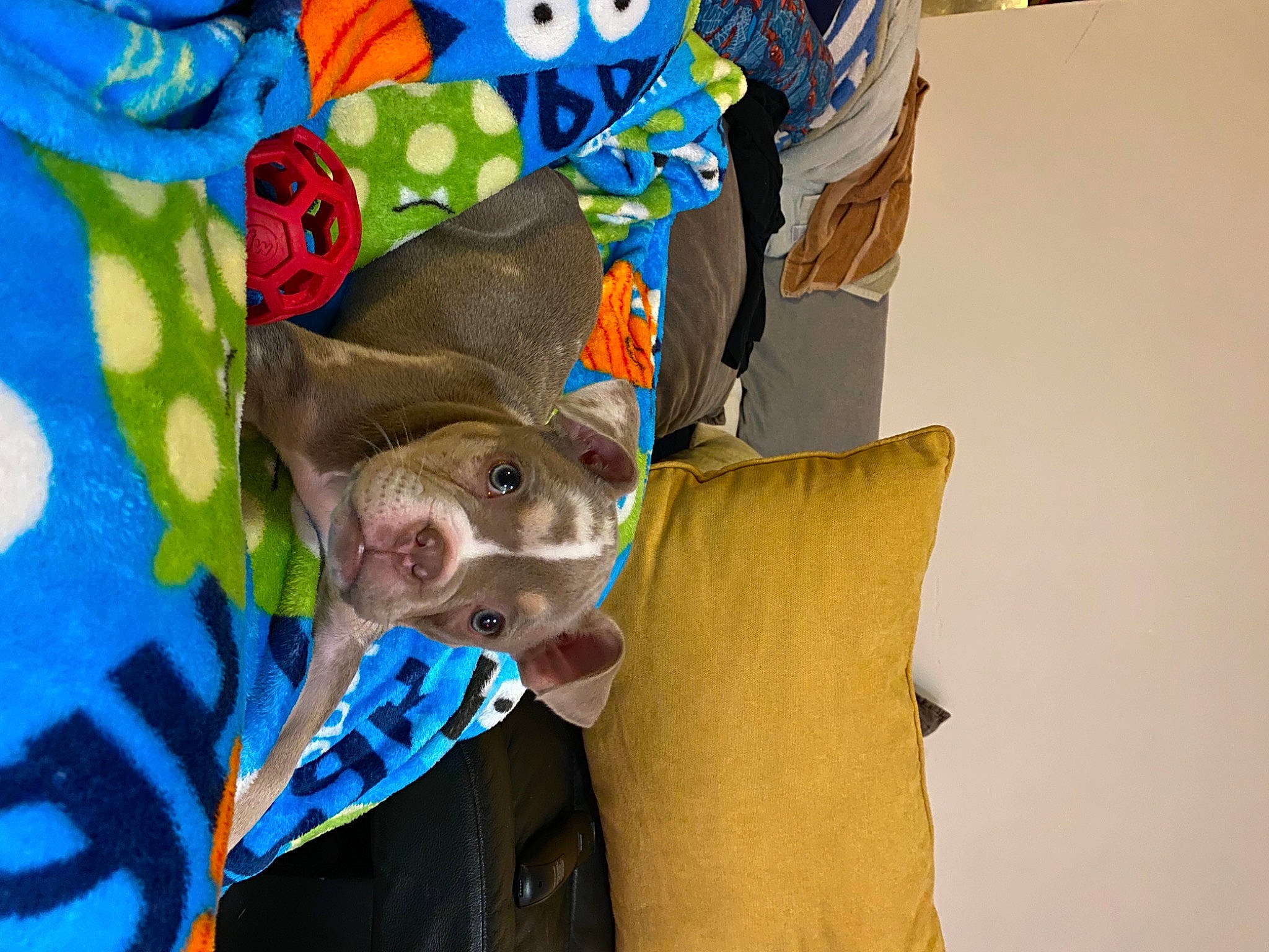 Olivia is registered to the contest to win money with this photo: costume_accessory, costume_hat, garden_roses, khaki, rose, rose_family, rose_order, snout, whiskers