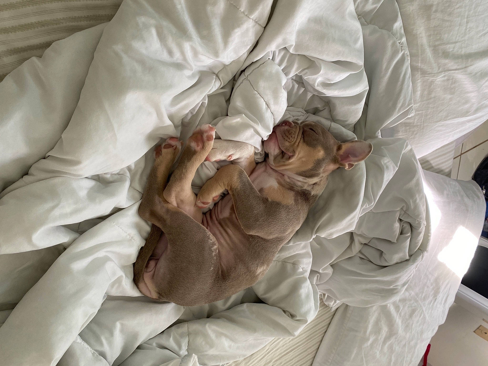 Olivia joined the competition — help win amazing prizes! bed, bed_sheet, bedding, blanket, carnivore, cat, comfort, duvet, felidae, linens, small_to_medium_sized_cats