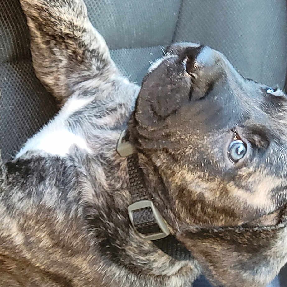 Klaus