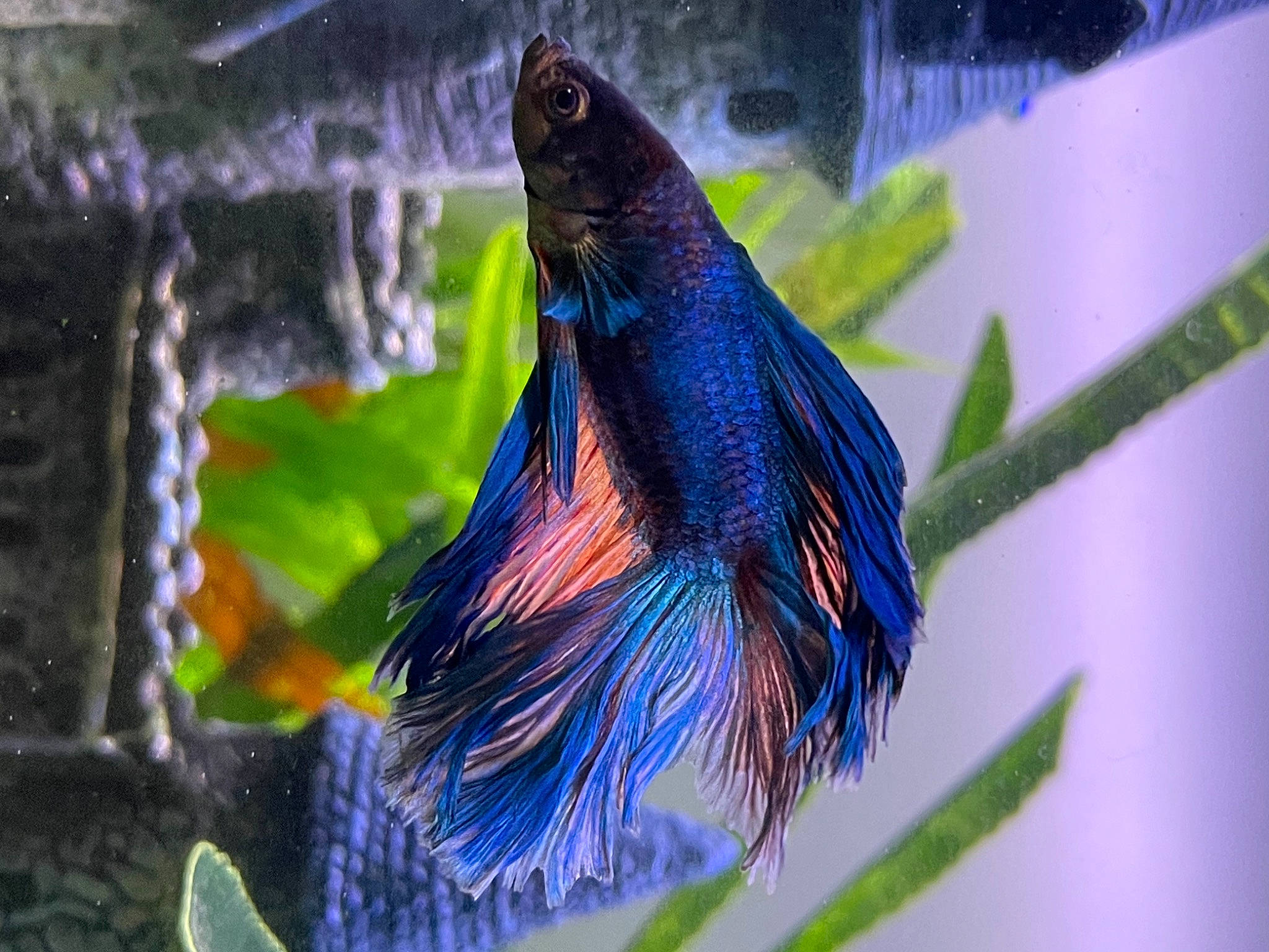 Myrtle is registered to the contest to win money with this photo: art, beak, bird, electric_blue, feather, fish, fish_supply, freshwater_aquarium, glass, marine_biology, natural_material, perching_bird, pet_supply, rectangle, songbird, tail, twig, wildlife, wing, wood