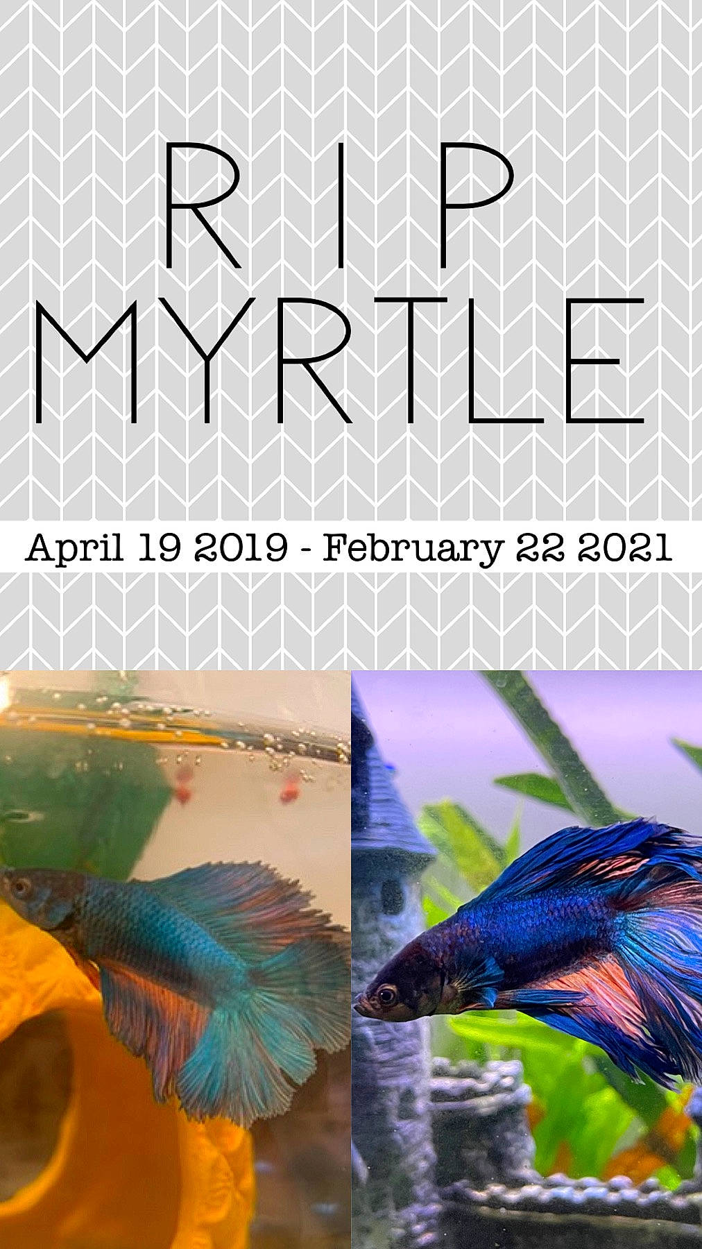 Myrtle joined the competition — help win amazing prizes! art, design, electric_blue, fashion_accessory, feather, font, graphic_design, graphics, natural_material, nature, organism, pattern, petal, phasianidae, plant, purple, rectangle, terrestrial_plant, vertebrate, wing