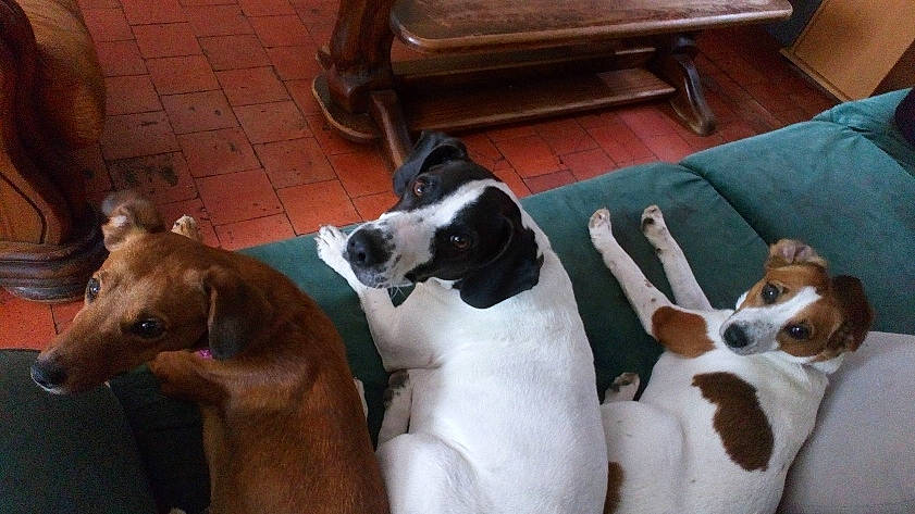 Noisette a rejoint le concours — aidez-le/la à gagner de superbes lots ! brazilian_terrier, canidae, carnivore, companion_dog, danish_swedish_farmdog, dog, dog_breed, fawn, jack_russell_terrier, mammal, miniature_fox_terrier, parson_russell_terrier, rat_terrier, ratonero_bodeguero_andaluz, russell_terrier, smooth_fox_terrier, snout, sporting_group, vertebrate