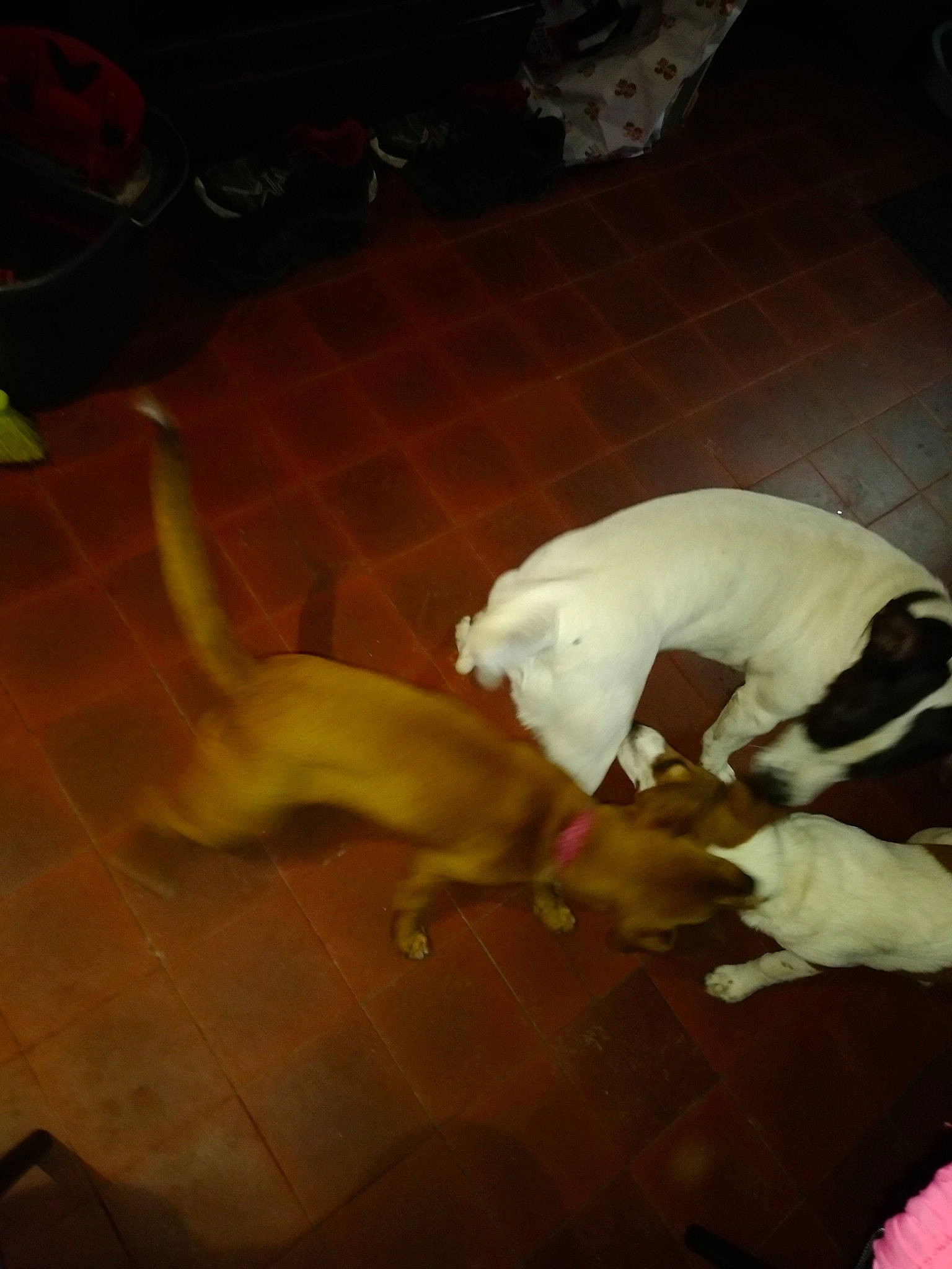 Prisca a rejoint le concours — aidez-le/la à gagner de superbes lots ! american_pit_bull_terrier, bull_terrier, canidae, carnivore, dog, dog_breed, dogo_argentino, dogo_guatemalteco, fawn, guard_dog, non_sporting_group, pit_bull, puppy, sporting_group, tail