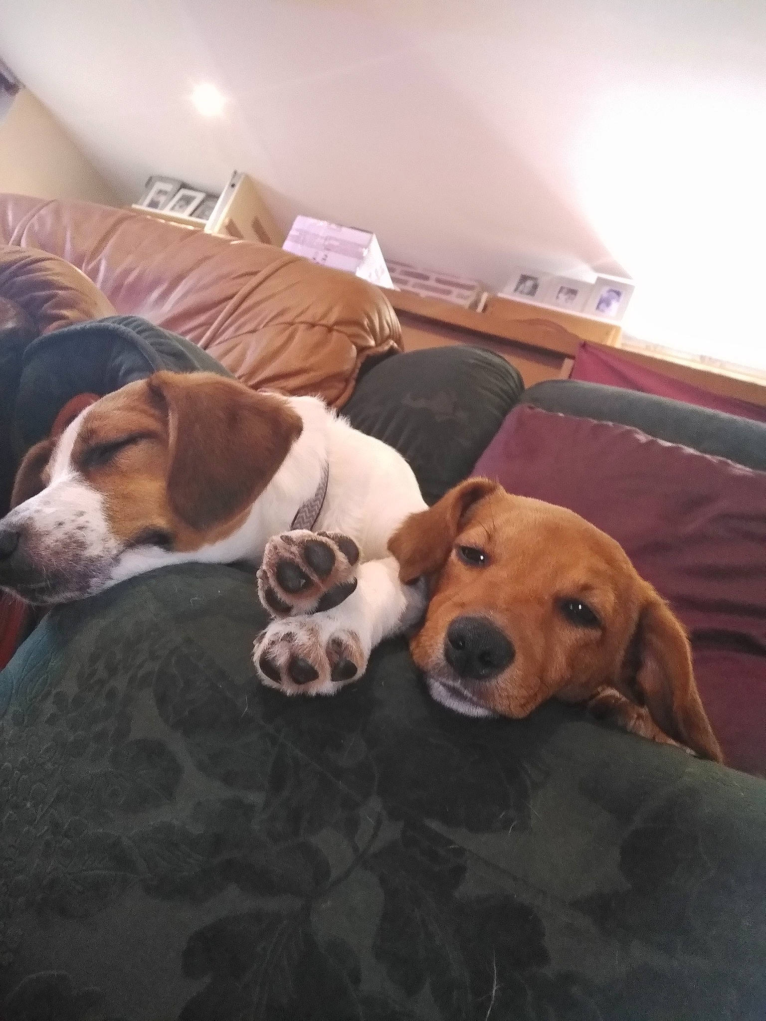 Prisca a rejoint le concours — aidez-le/la à gagner de superbes lots ! american_foxhound, beagador, beagle, beagle_harrier, canidae, carnivore, companion_dog, dog, dog_breed, drever, english_foxhound, estonian_hound, finnish_hound, harrier, mammal, nose, serbian_tricolour_hound, snout, treeing_walker_coonhound, vertebrate