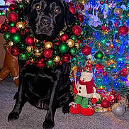 Freya is registered to the contest to win money with this photo: dog, black_labrador, christmas_wreath, christmas_tree, holiday_decorations, ornaments, lights, festive, carpet, indoor, stuffed_snowman, red, green, gold, sparkle, holiday, pet, animal, cute, waiting