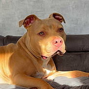 Yoda participe au concours pour gagner de l'argent avec cette photo : dog, pitbull, pet, indoor, sofa, blanket, sunlight, pink_nose, ears, portrait, whiskers, paw, tan_coat, relaxed, companion, home_interior, gray_wall, couch, bedspread, sitting