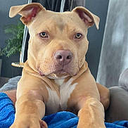 Yoda participe au concours pour gagner de l'argent avec cette photo : dog, pit_bull, pet, portrait, close_up, paws, blanket, couch, indoor, furniture, plant, curtain, clothing, hanger, pants, brown_coat, white_markings, nose, eyes, relaxed